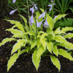 Hosta 'Lemon Frost' – fotografia rastliny