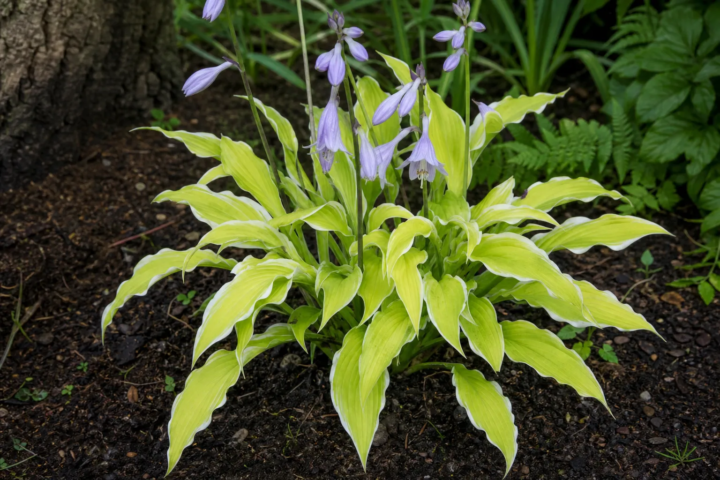 Hosta 'Lemon Frost'