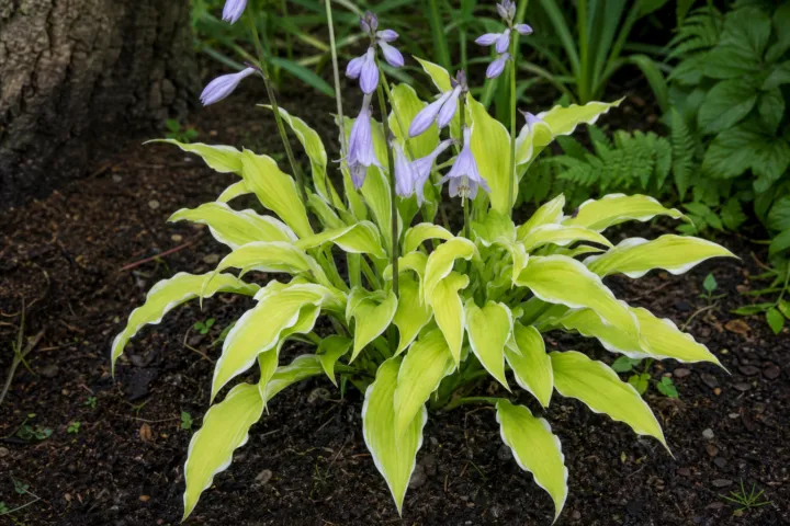 Hosta 'Lemon Frost'