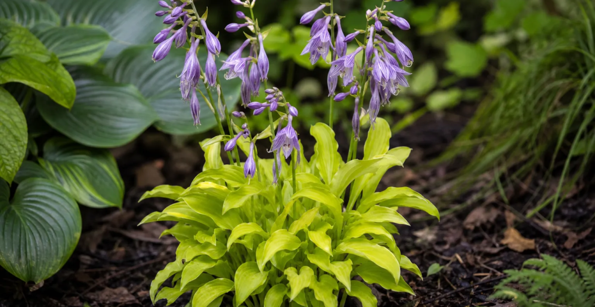 Hosta 'Lemon Lime' – fotografia rastliny