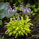 Hosta 'Lemon Lime' – fotografia rastliny