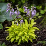 Hosta ‘Lemon Lime’ (Hosta 'Lemon Lime') – plant photo