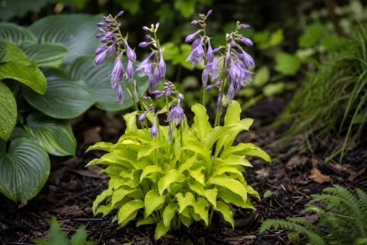 Hosta 'Lemon Lime'