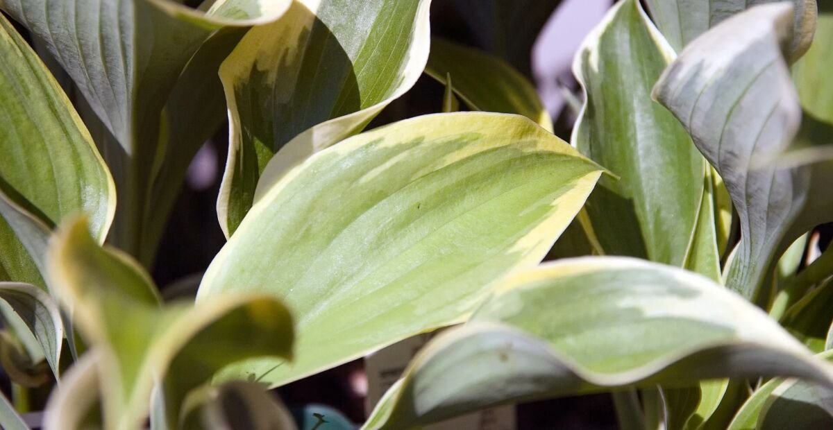 Hosta 'Liberty' – Pflanzenfoto