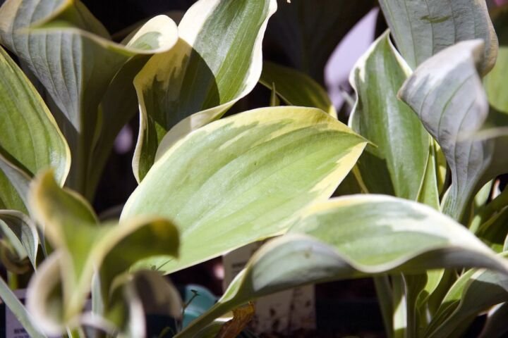 Hosta 'Liberty'