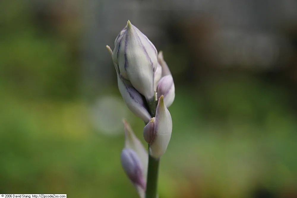 Hosta 'Liberty' – typisches Erscheinungsbild, Pflanzenfoto