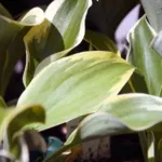 Hosta ‘Liberty’ (Hosta 'Liberty') – plant photo
