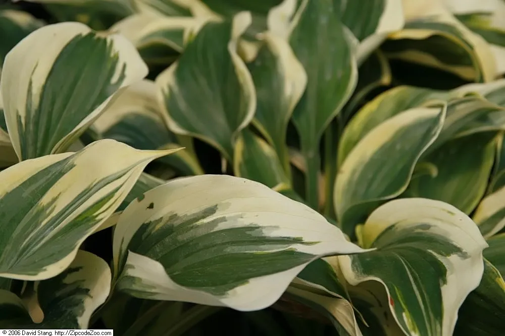 Hosta 'Liberty' – typisches Erscheinungsbild, Pflanzenfoto