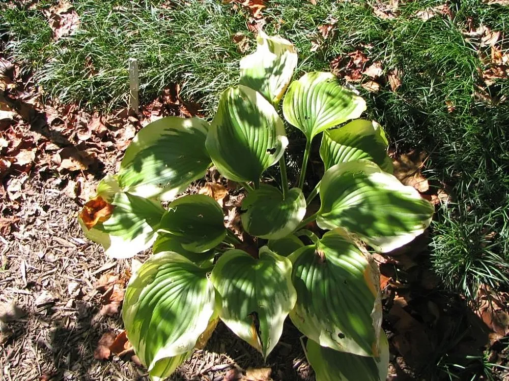 Hosta 'Liberty' – typisches Erscheinungsbild, Pflanzenfoto