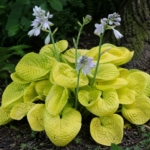 Hosta 'Maui Buttercups' – fotografia rastliny