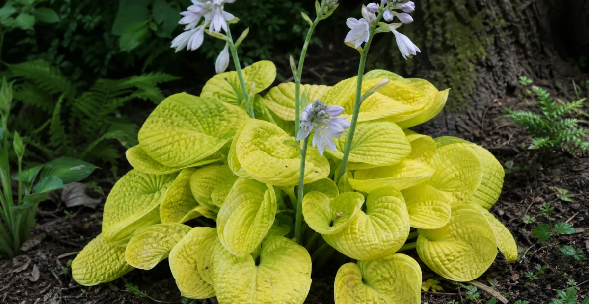 Hosta 'Maui Buttercups' – Pflanzenfoto