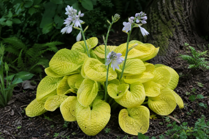 Hosta 'Maui Buttercups'