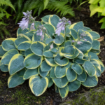 Hosta 'Mighty Mouse' – zdjęcie rośliny