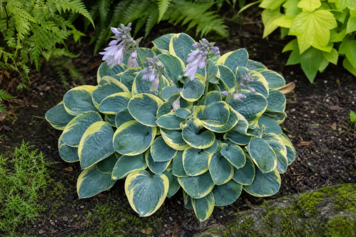 Hosta 'Mighty Mouse'