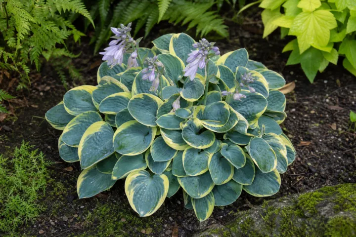 Hosta 'Mighty Mouse'