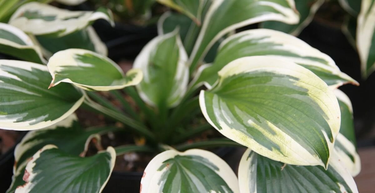 Hosta 'Minuteman' – fotografia rastliny
