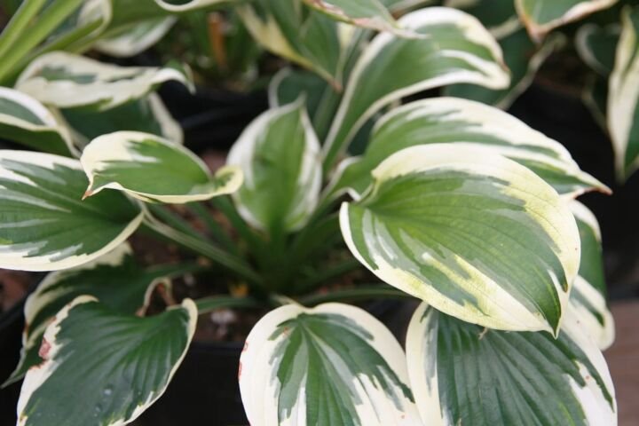 Hosta 'Minuteman'