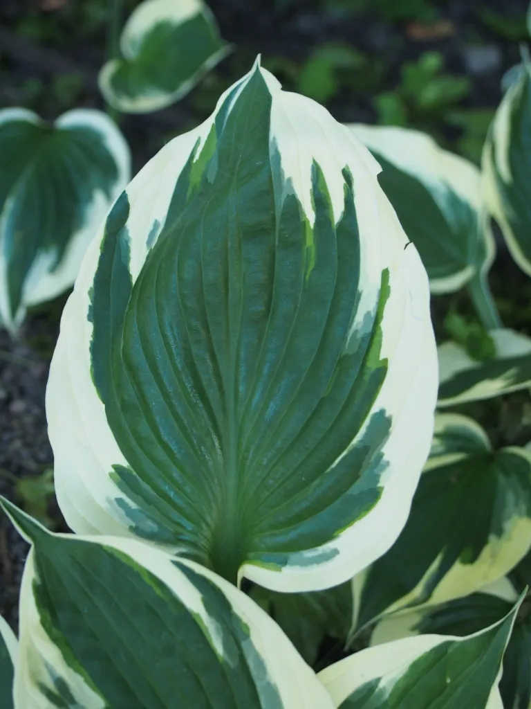 Hosta 'Minuteman' – v záhrade, fotografia rastliny