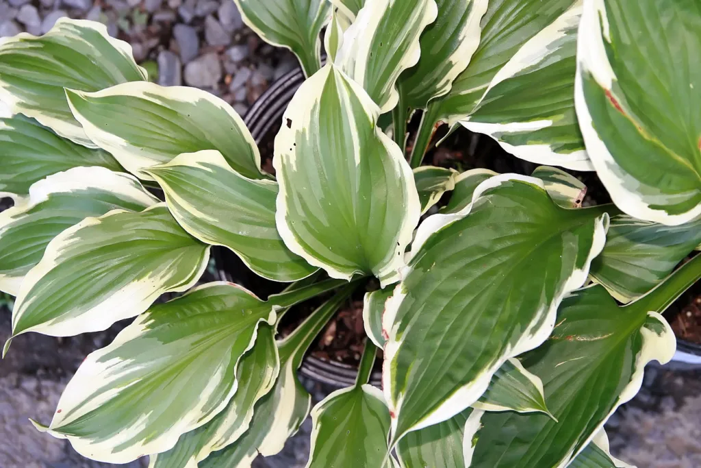 Hosta 'Minuteman' – v záhrade, fotografia rastliny