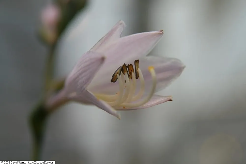 Hosta 'Minuteman' – typický vzhľad, fotografia rastliny