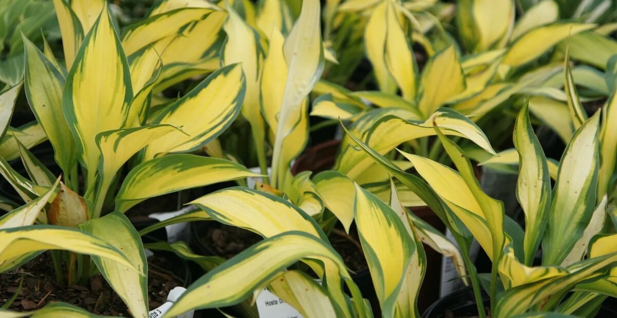Hosta 'Orange Marmalade' – plant photo