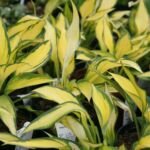 Hosta 'Orange Marmalade' – zdjęcie rośliny