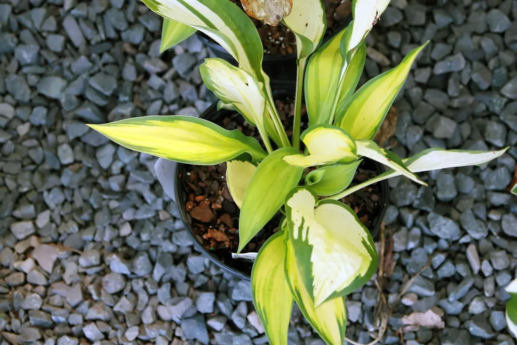 Hosta 'Orange Marmalade' – v záhrade, fotografia rastliny