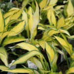 Hosta ‘Orange Marmalade’ (Hosta 'Orange Marmalade') – plant photo