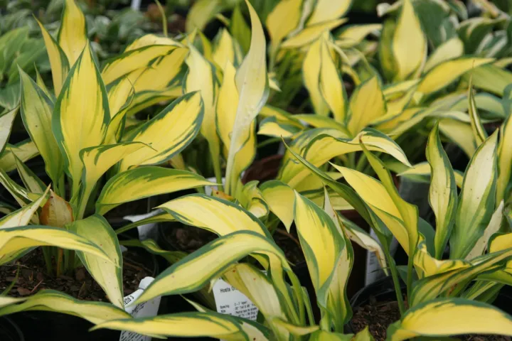 Hosta 'Orange Marmalade'