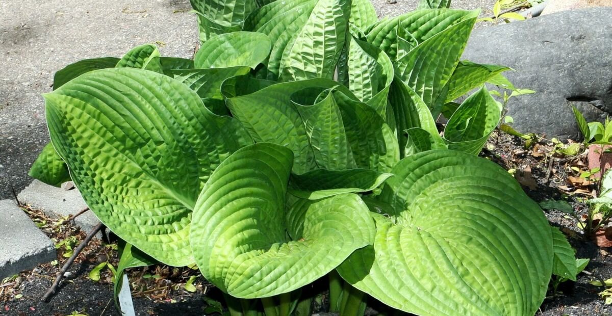 Hosta 'Paradigm' – Pflanzenfoto