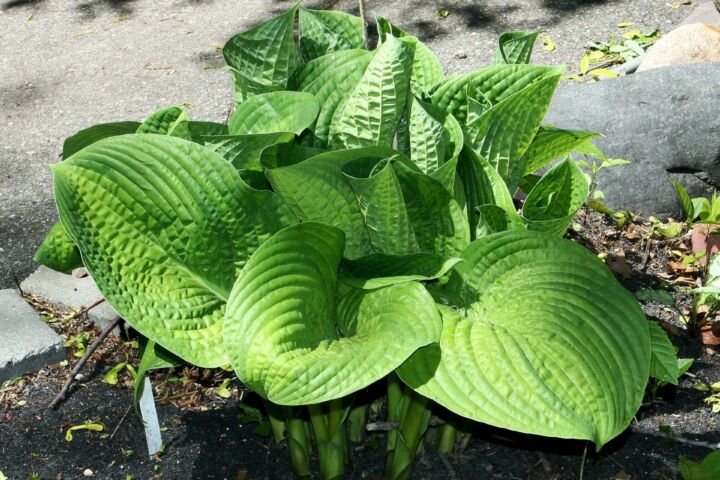 Hosta 'Paradigm'