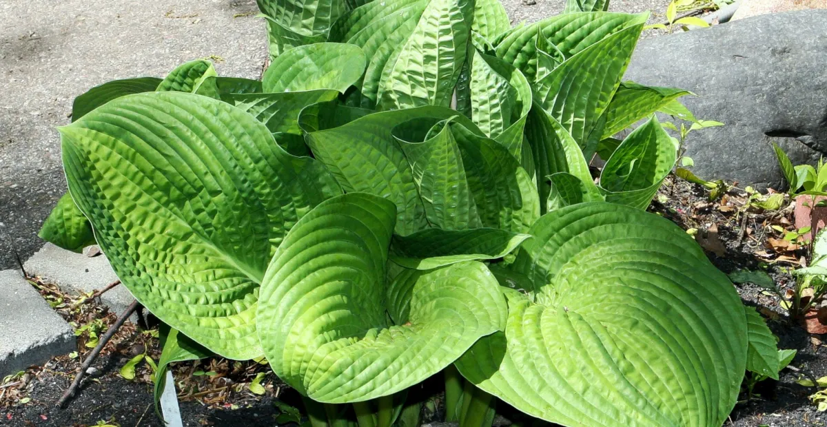 Hosta 'Paradigm' – plant photo