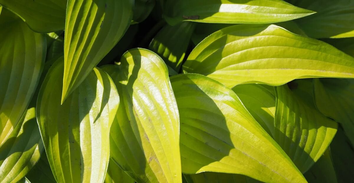 Hosta 'Paradise Joyce' – Pflanzenfoto