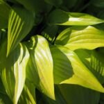 Hosta 'Paradise Joyce' – Pflanzenfoto