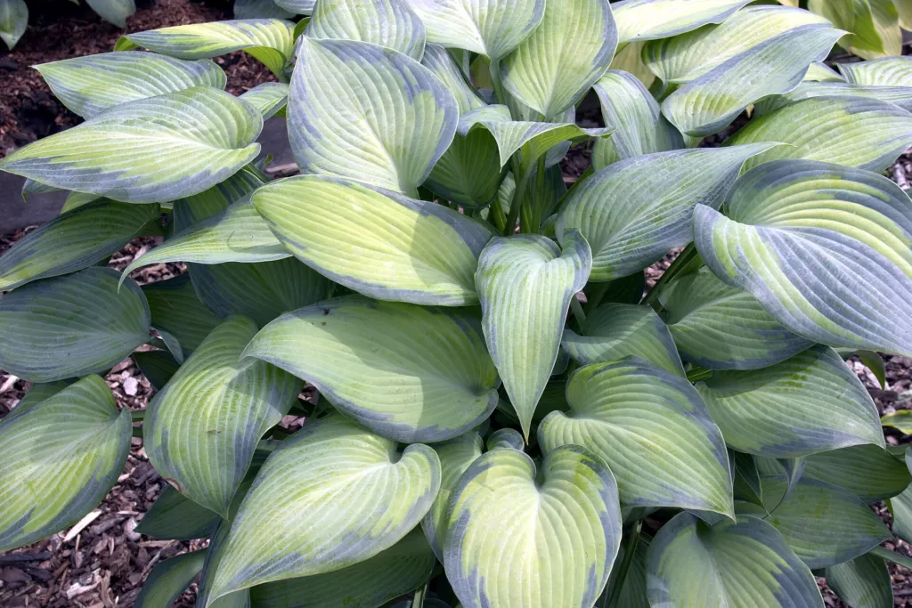 Hosta 'Paradise Joyce' – Blätter und Triebe, Pflanzenfoto