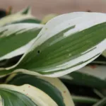Hosta ‘Patriot’ (Hosta 'Patriot') – plant photo