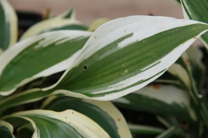 Hosta 'Patriot'