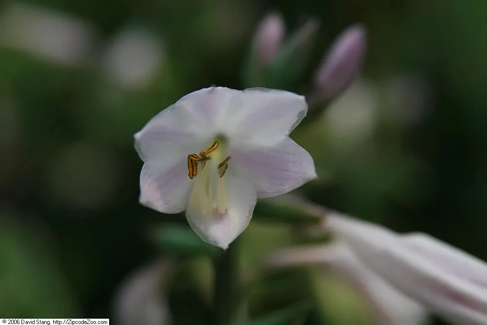 Hosta 'Patriot' – typický vzhľad, fotografia rastliny