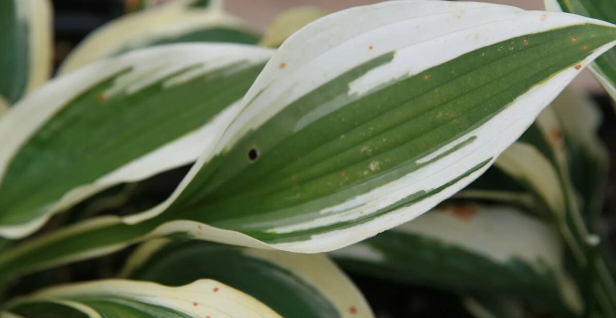 Hosta ‘Patriot’ (Hosta 'Patriot') – plant photo