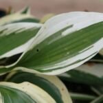 Hosta ‘Patriot’ (Hosta 'Patriot') – zdjęcie rośliny