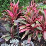 Hosta 'Paul's Glory' – fotografia rastliny