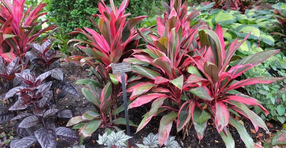 Hosta 'Paul's Glory' – Pflanzenfoto