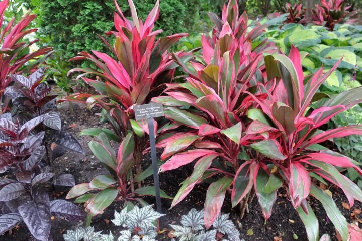 Hosta 'Paul's Glory'