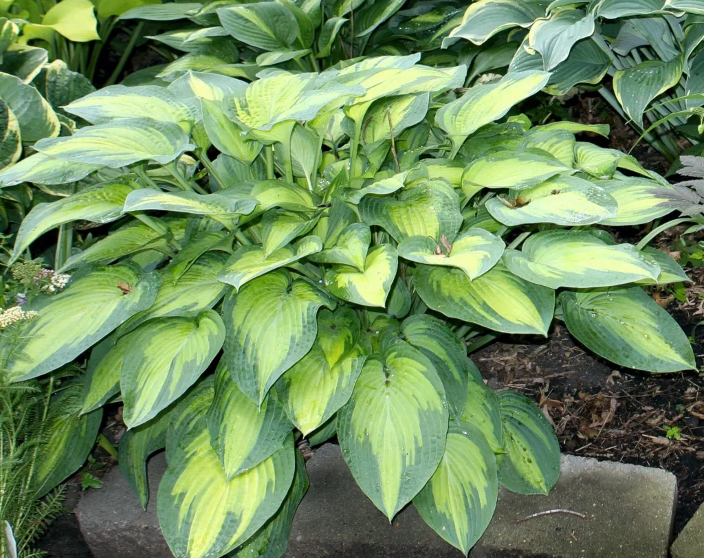 Hosta ‘Paul’s Glory’ (Hosta 'Paul's Glory') – characteristic appearance, plant photo