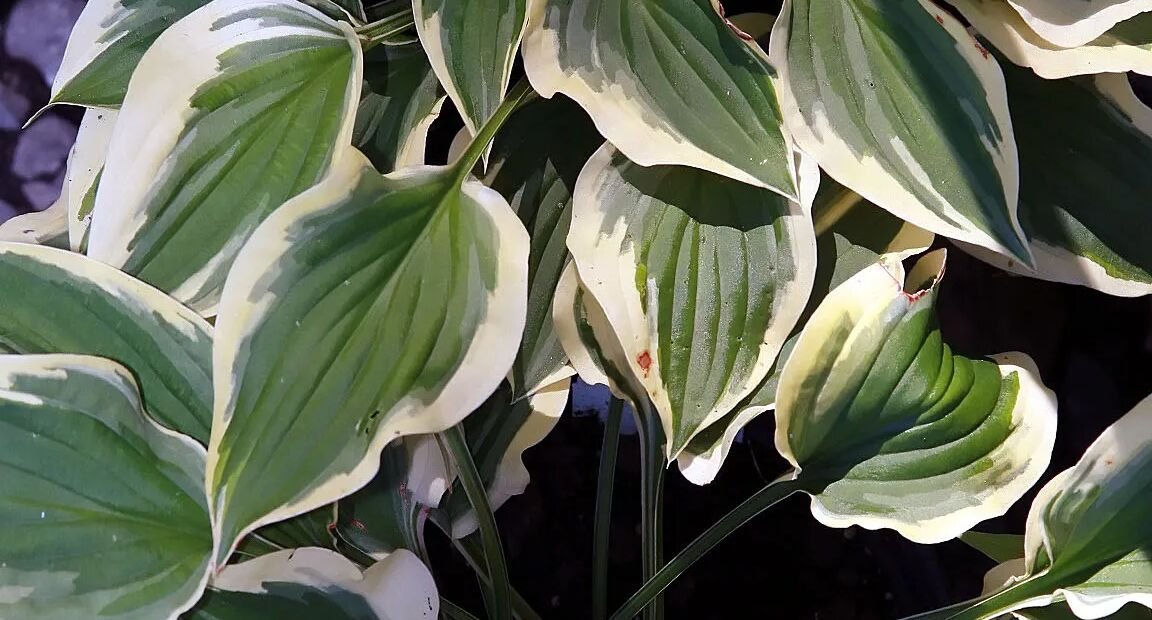 Hosta 'Pilgrim' – Pflanzenfoto
