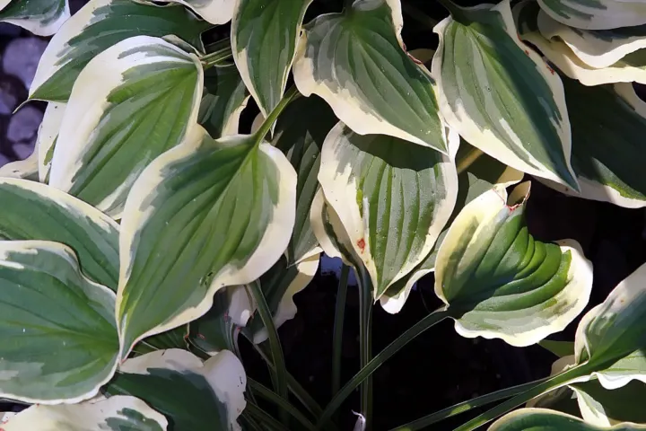 Hosta 'Pilgrim'