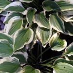 Hosta ‘Pilgrim’ (Hosta 'Pilgrim') – zdjęcie rośliny