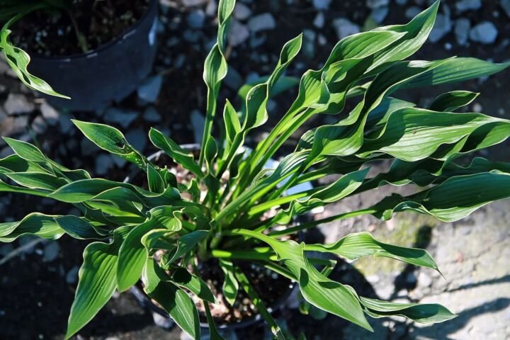 Hosta 'Praying Hands'