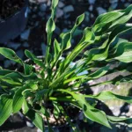 Hosta ‘Praying Hands’ (Hosta 'Praying Hands') – plant photo