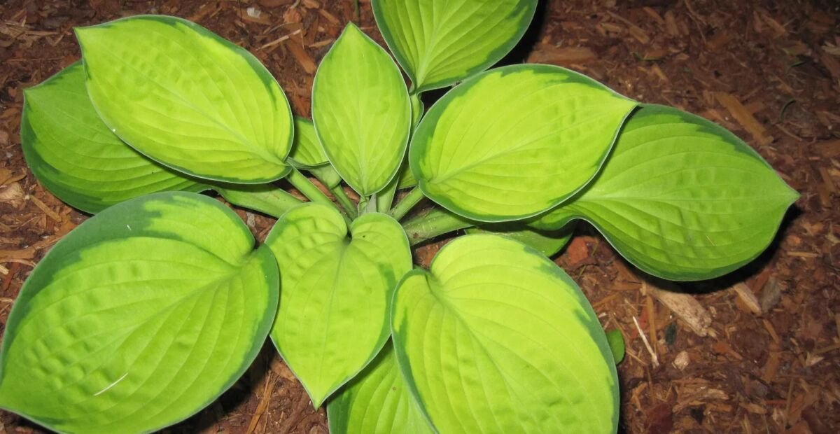 Hosta 'Rainforest Sunrise' – Pflanzenfoto